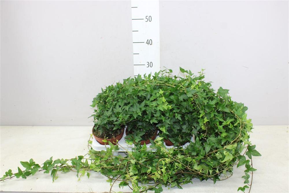 Hedera Shamrock