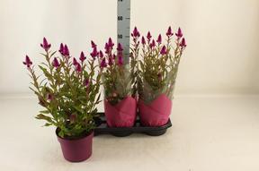 Celosia Deep Purple
