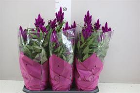 Celosia Deep Purple