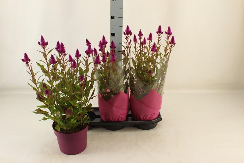 Celosia Deep Purple