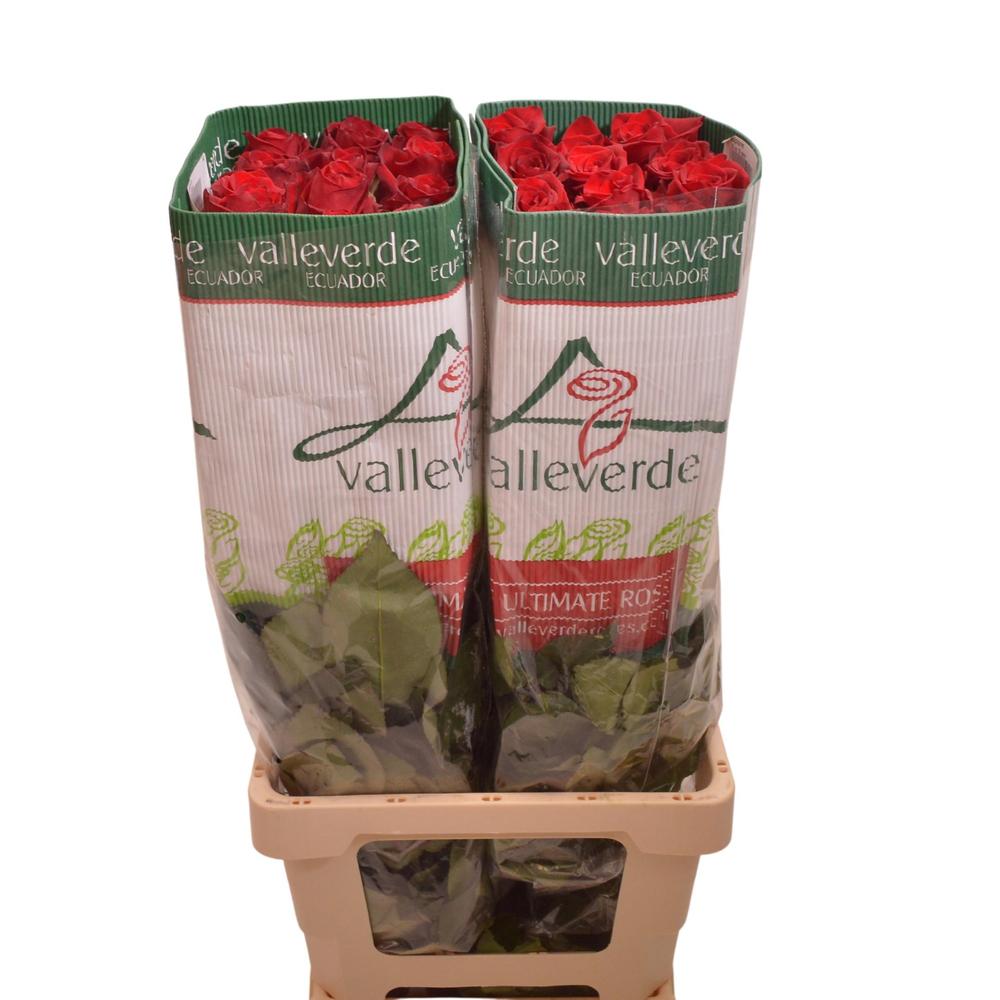 Rosa ec explorer DIRECT (ecu) x25