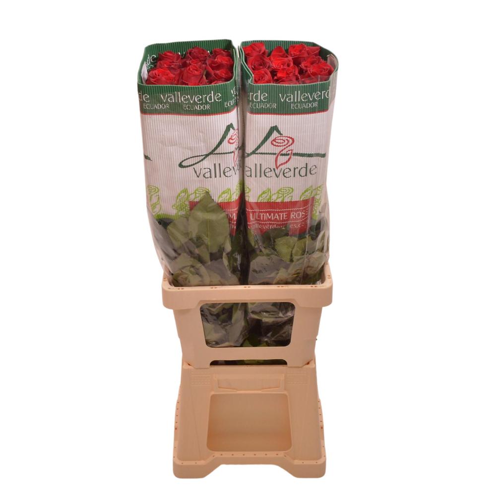 Rosa ec explorer DIRECT (ecu) x25