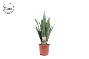 Sansevieria Zeylanica