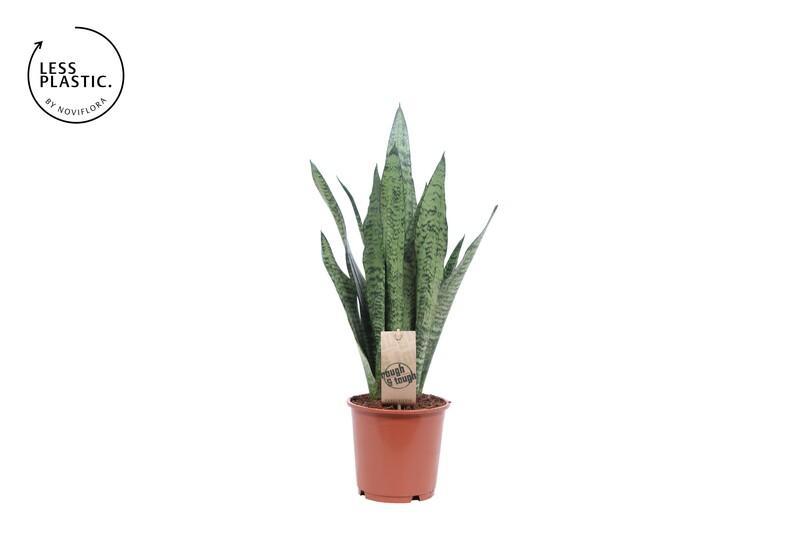 Sansevieria Zeylanica