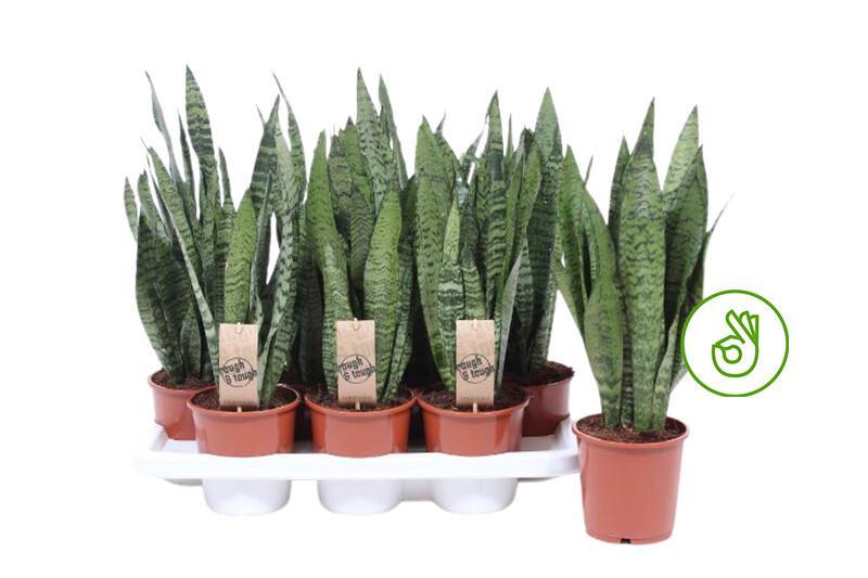 Sansevieria Zeylanica