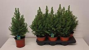 Picea glauca Conica