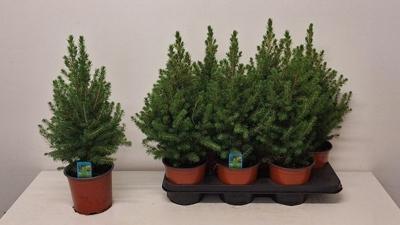 Picea glauca Conica