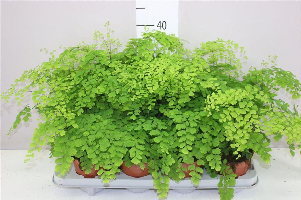 Adiantum raddianum
