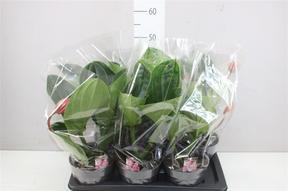 Medinilla Flamenco 1+