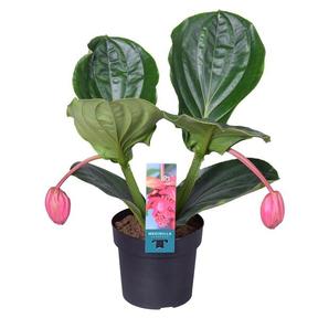 Medinilla Flamenco 1+