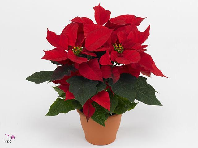 Poinsettia vícevýh. CZ