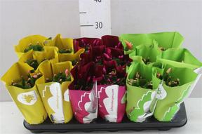 Schlumbergera mix DK
