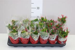 Schlumbergera mix DK