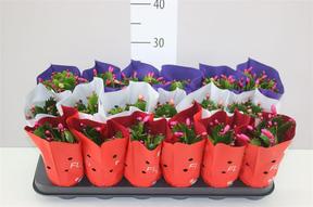 Schlumbergera mix DK
