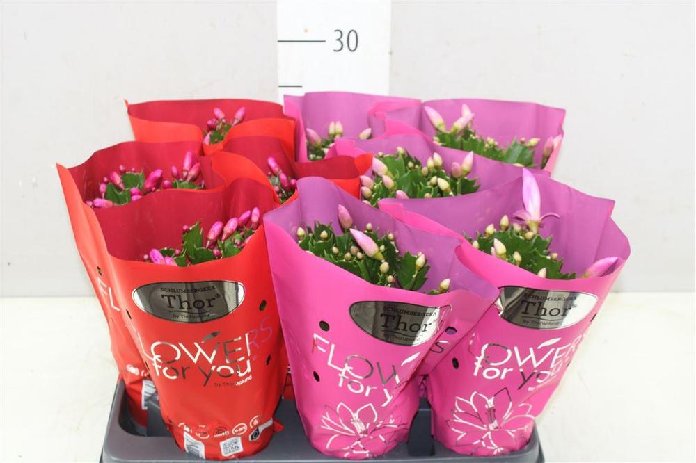 Schlumbergera mix DK