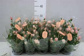 Rosa Aroma pink