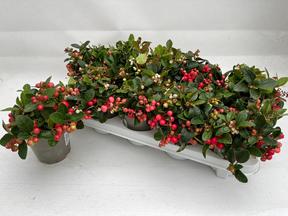 Gaultheria procumbens