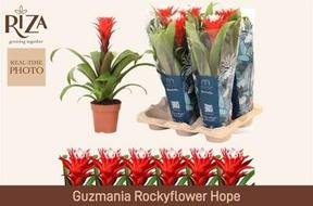 Guzmania Hope