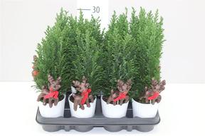 Chamaecyparis Ellwoodii +keramika