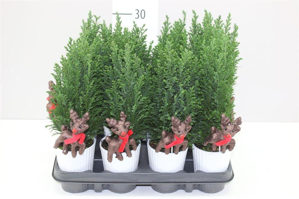 Chamaecyparis Ellwoodii +keramika