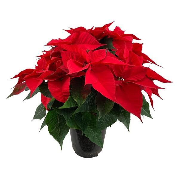 Poinsettia Christmas Feelings red 12+