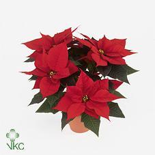 Poinsettia 1výh. CZ