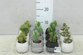 Cactus mix keramika