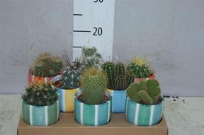 Cactus mix keramika