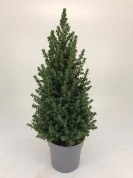 Picea glauca Conica