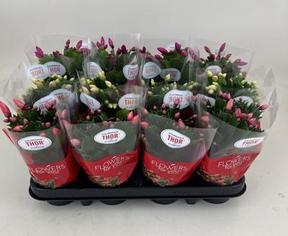 Schlumbergera mix NL