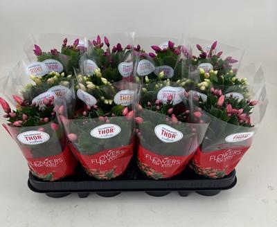 Schlumbergera mix NL