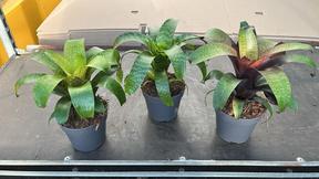 Vriesea list