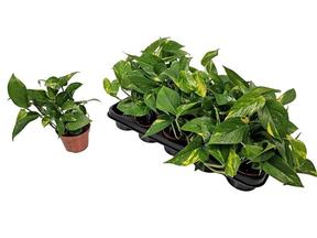Epipremnum aureum