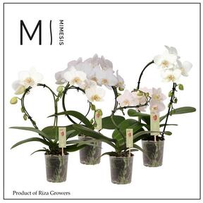 Phalaenopsis colibri mix