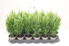 Chamaecyparis Snow White