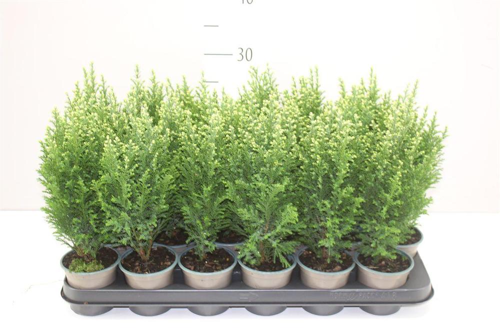 Chamaecyparis Snow White