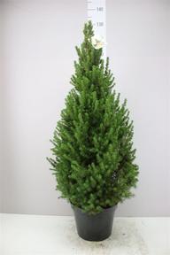 Picea glauca Conica