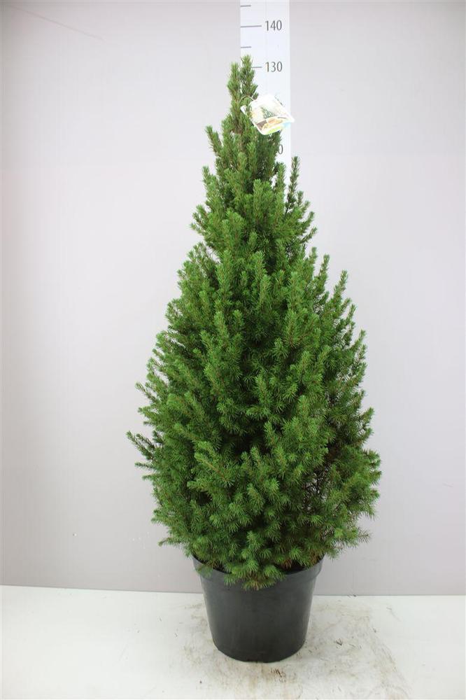 Picea glauca Conica