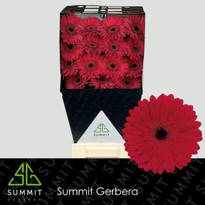 Gerbera diamond barones