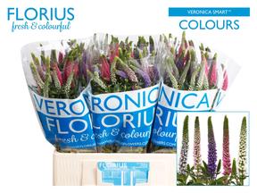 Veronica smart mix
