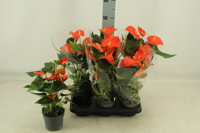 Anthurium Solara Orange 5+