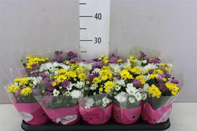 Chrysanthemum Stream