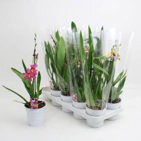 Orchidea mix