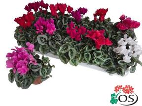 Cyclamen mix