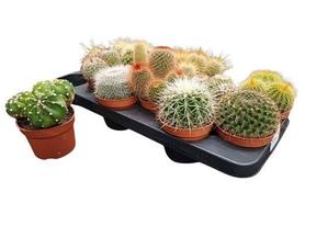 Cactus mix