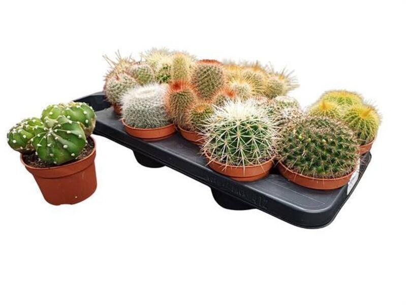 Cactus mix