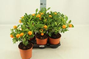 Citrofortunella Calamondin rek