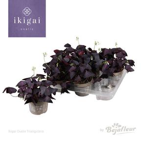 Oxalis mix