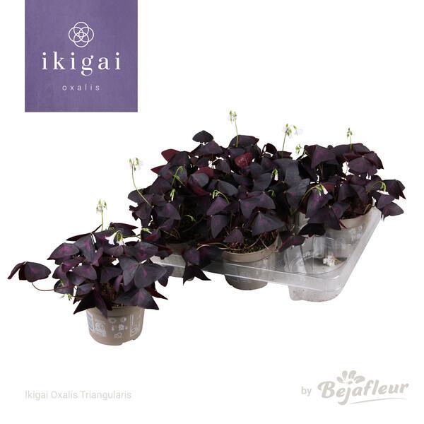 Oxalis mix