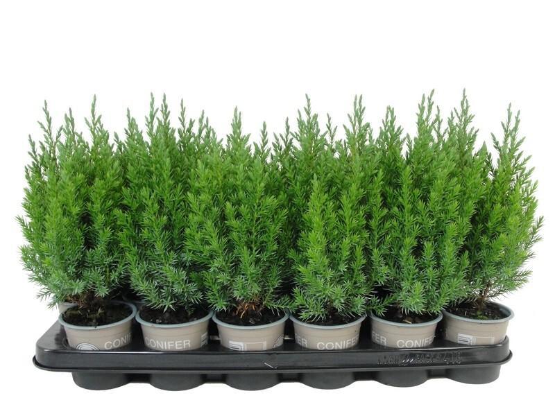 Juniperus Stricta